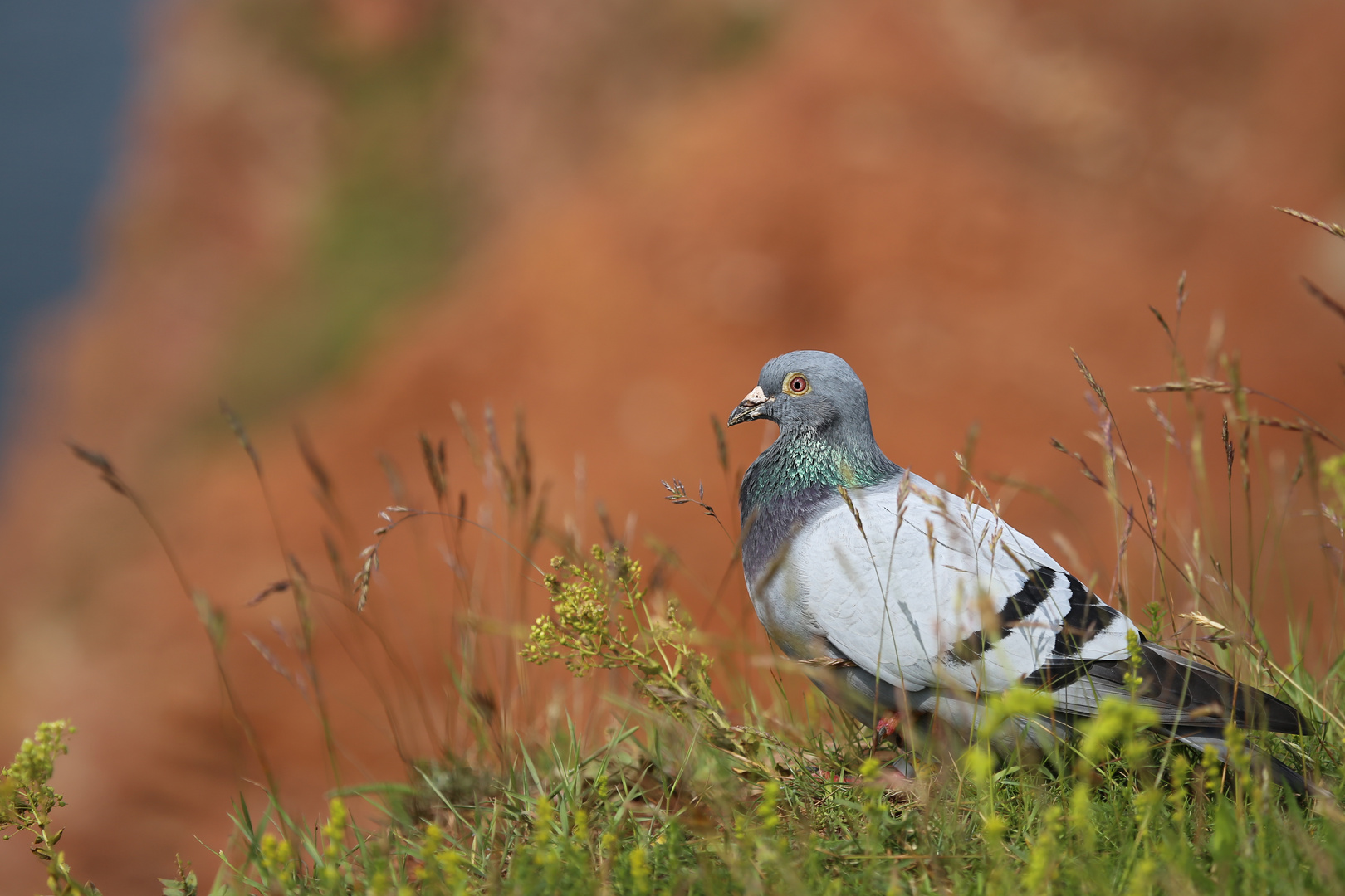 Columba livia  f. domestica