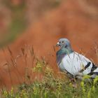 Columba livia  f. domestica