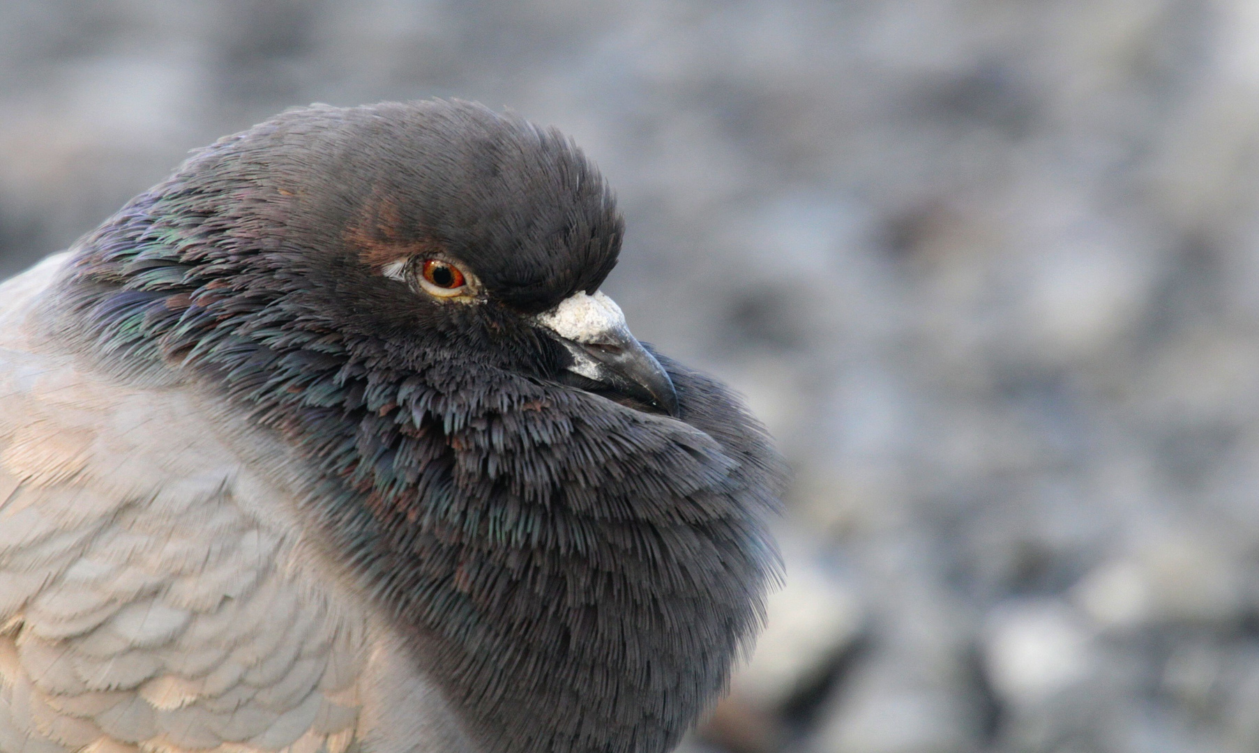 Columba livia forma domestica...