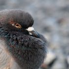 Columba livia forma domestica...