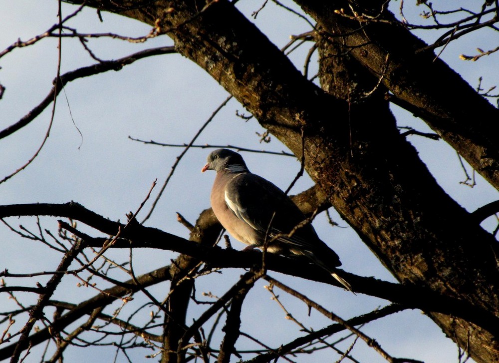 Columba Palumbus