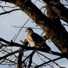 Columba Palumbus