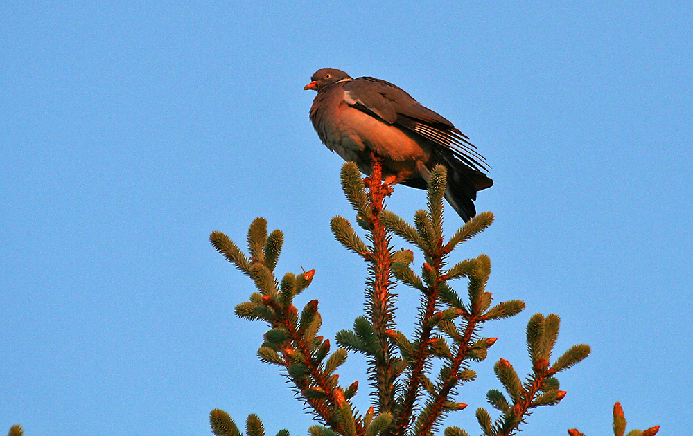 Columba palumbus und leider kein Greif , am 25. 05. Kurz nach Sonnenaufgang !