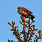 Columba palumbus und leider kein Greif , am 25. 05. Kurz nach Sonnenaufgang !