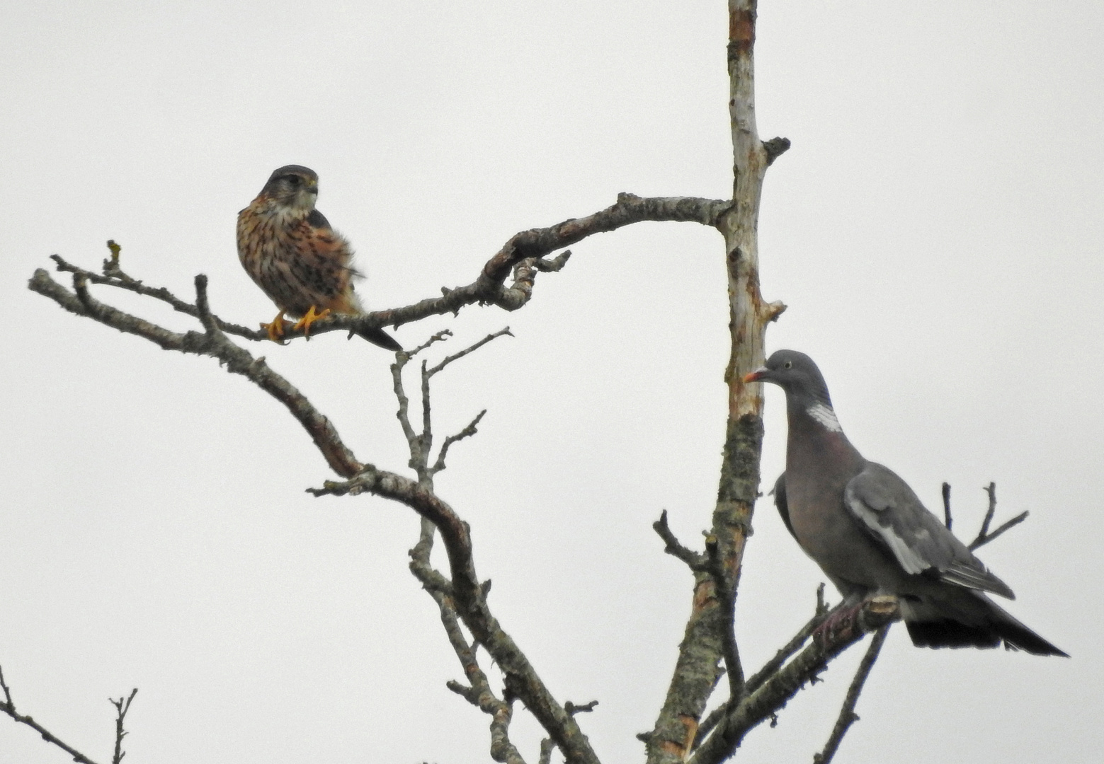 Columba und columbarius