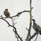 Columba und columbarius