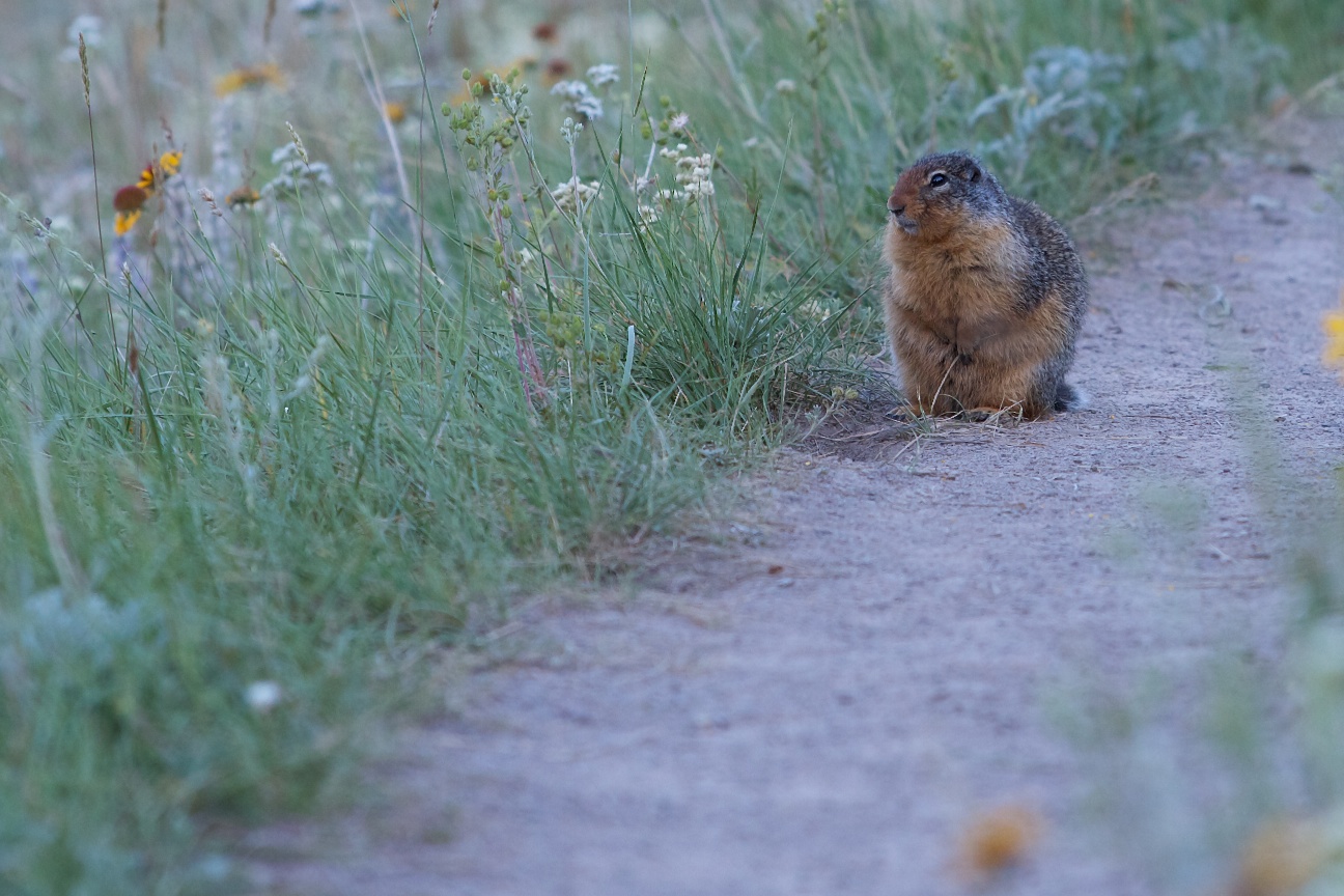 Columbia Ground Squirrel - Jasper NP AL Canada