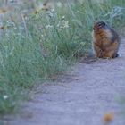 Columbia Ground Squirrel - Jasper NP AL Canada