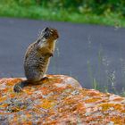 Columbian Ground Squirrel