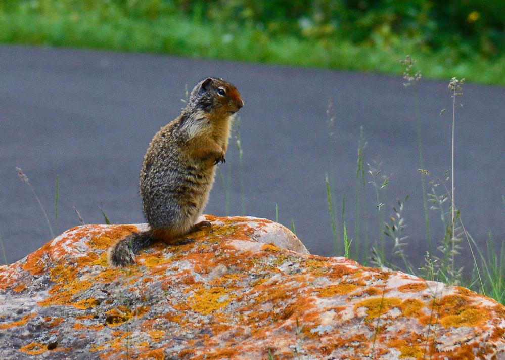 Columbian Ground Squirrel Foto & Bild world, nager, natur Bilder auf