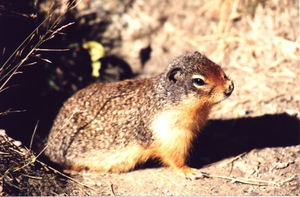 Columbian Ground Squirrel