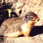 Columbian Ground Squirrel