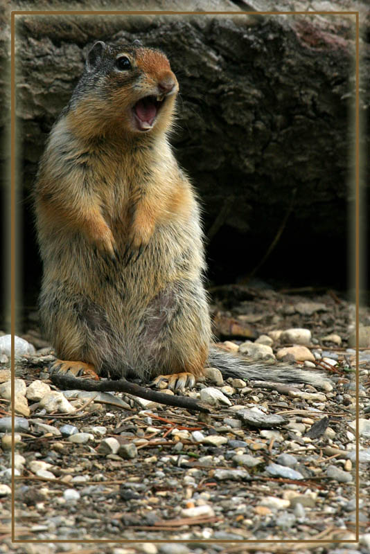 columbian ground squirrel