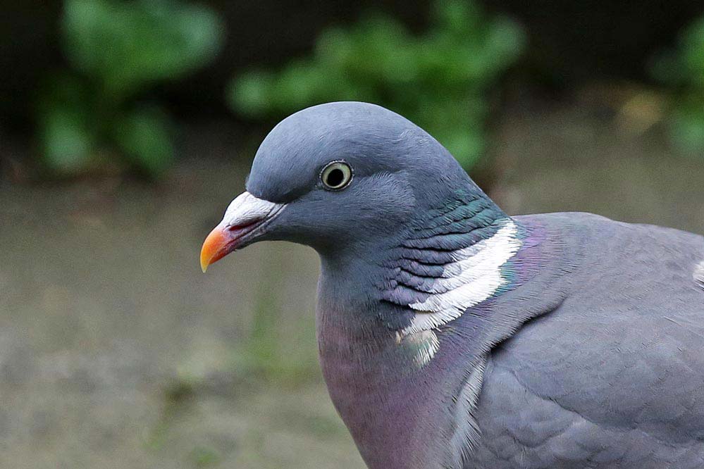 Columbidae