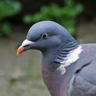 Columbidae