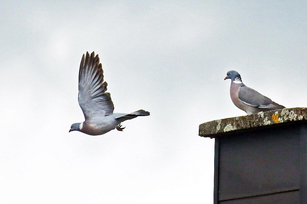 Columbidae