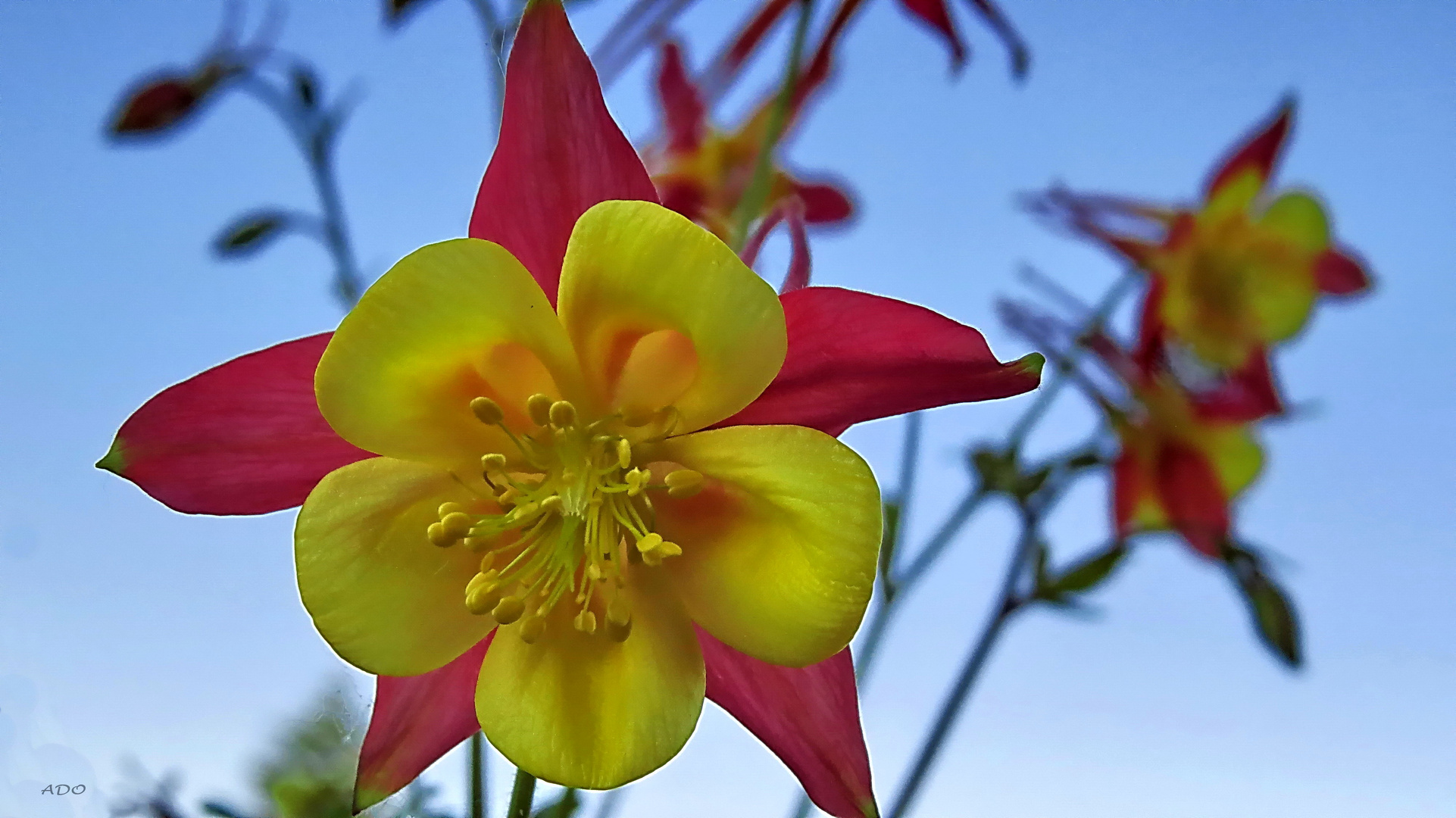 Columbine