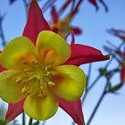 Columbine