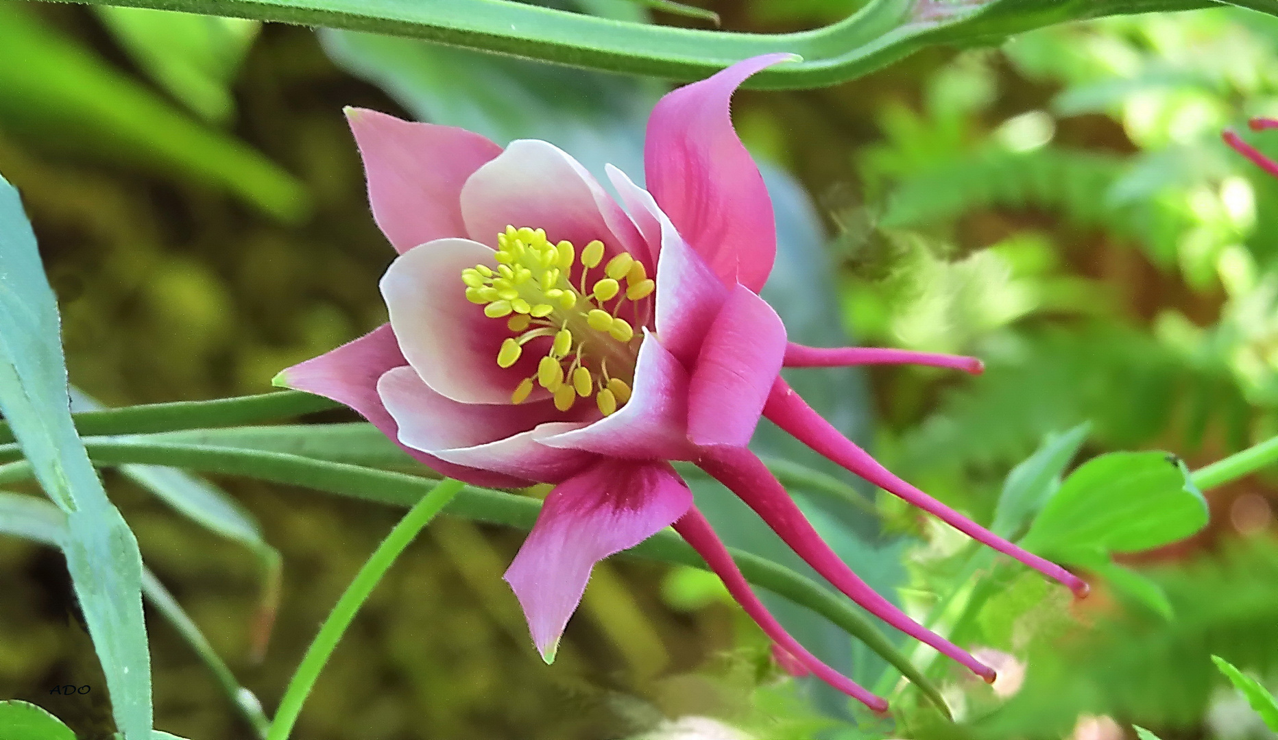 Columbine (2)