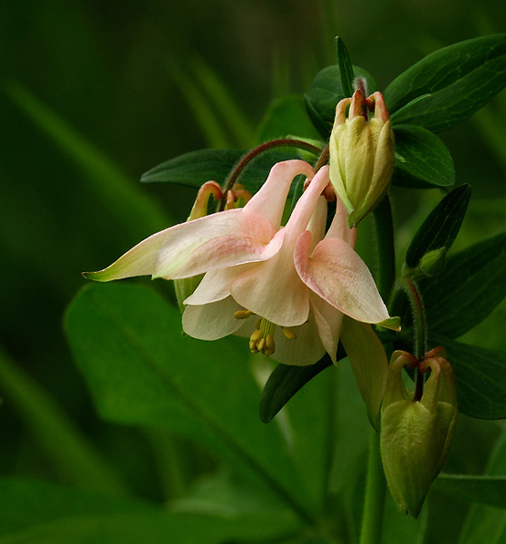 Columbine