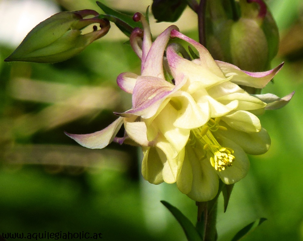 Columbine Flower "Crownhill Melody" (Aquilegia x hybrida) grannys bonnet cultivars
