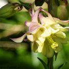 Columbine Flower "Crownhill Melody" (Aquilegia x hybrida) grannys bonnet cultivars