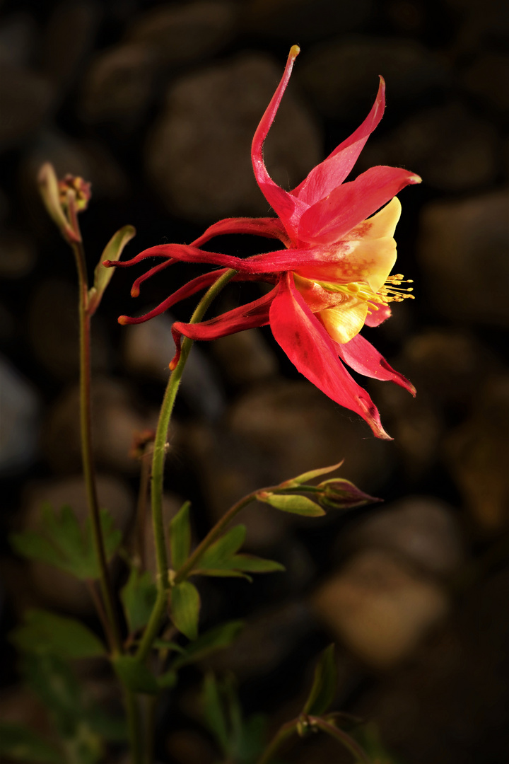 Columbine flower in focus of the setting sun ()