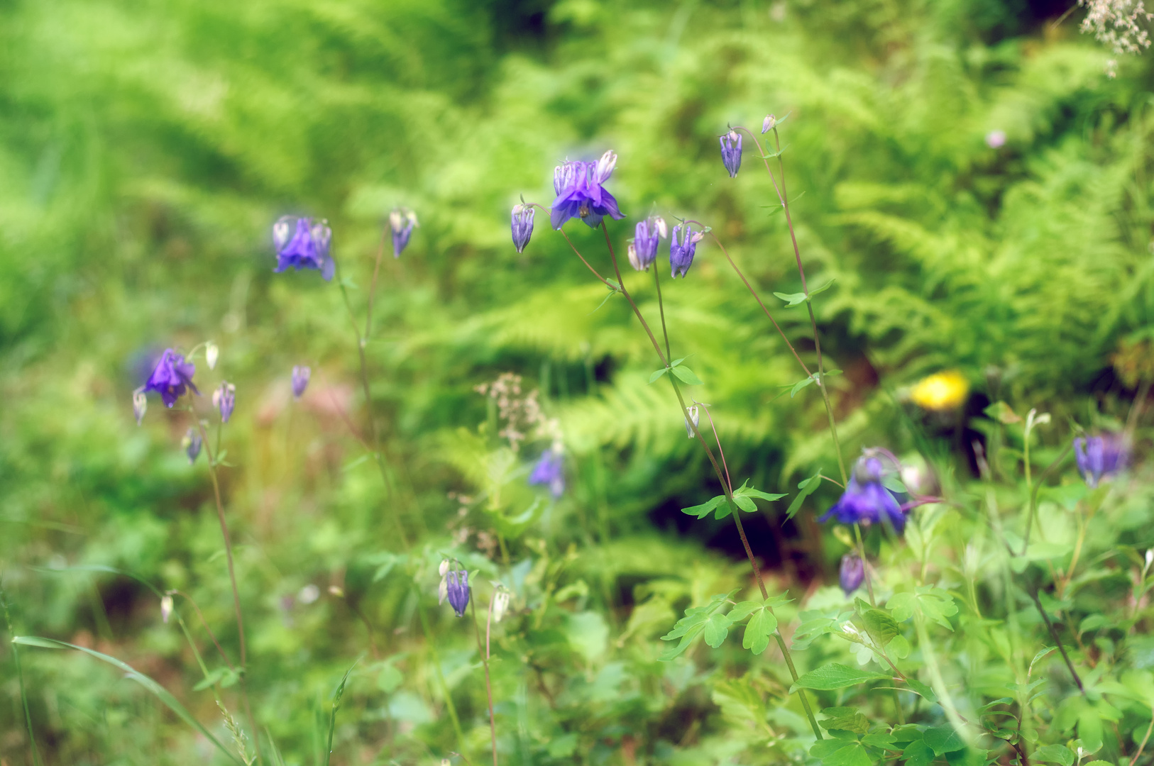 Columbines