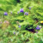 Columbines