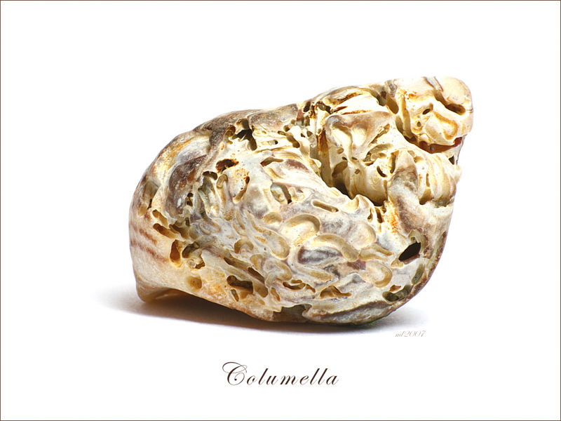 Columella