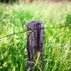 column and green