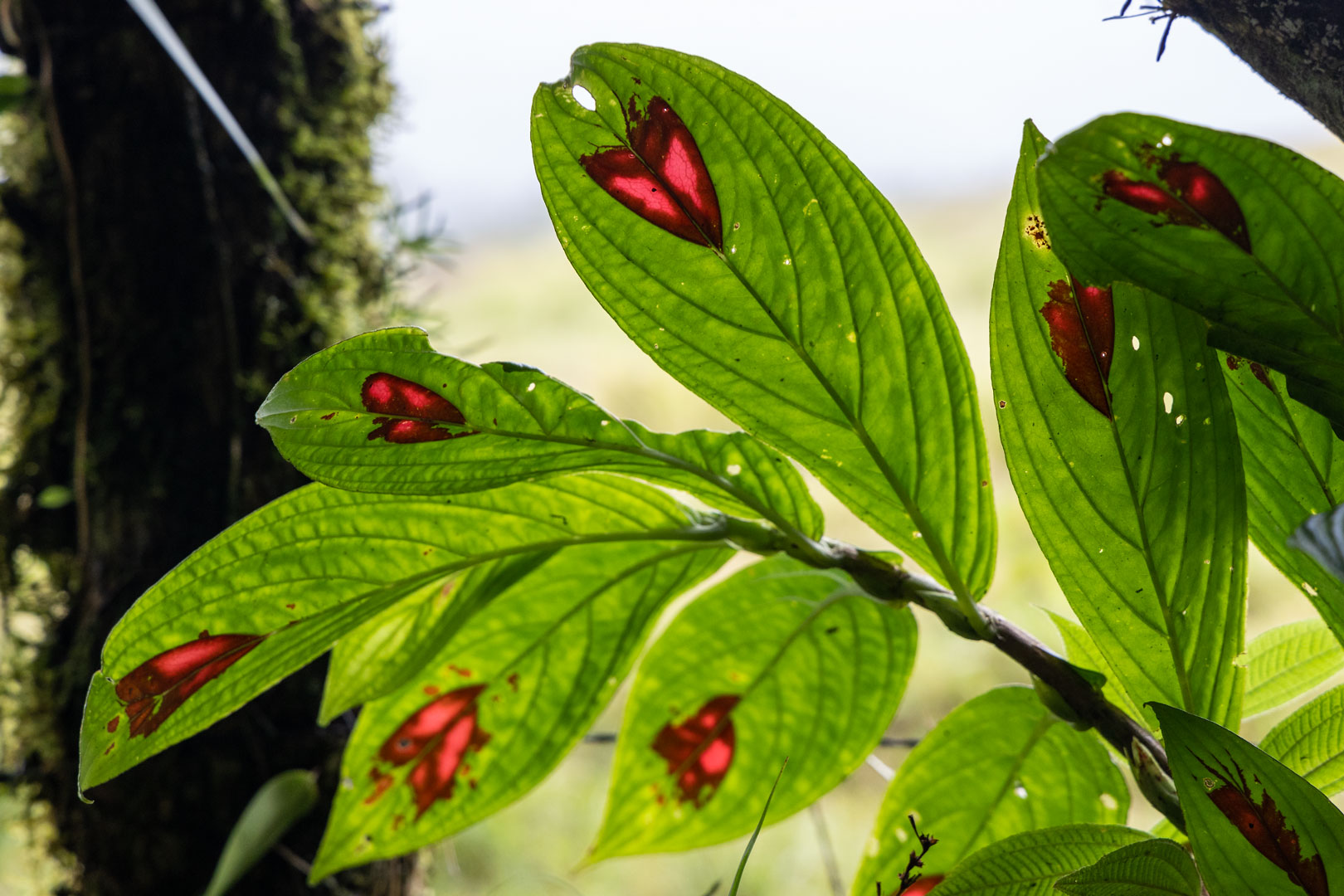 Columnea consanguinea