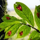 Columnea consanguinea