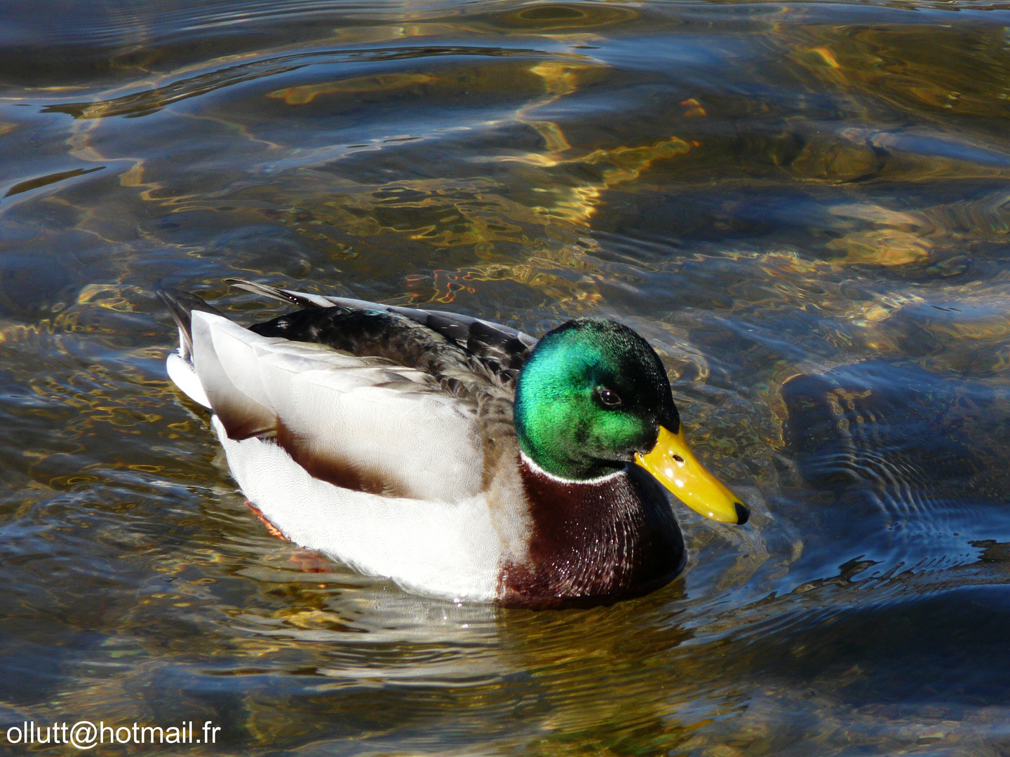 Colvert