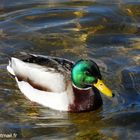 Colvert