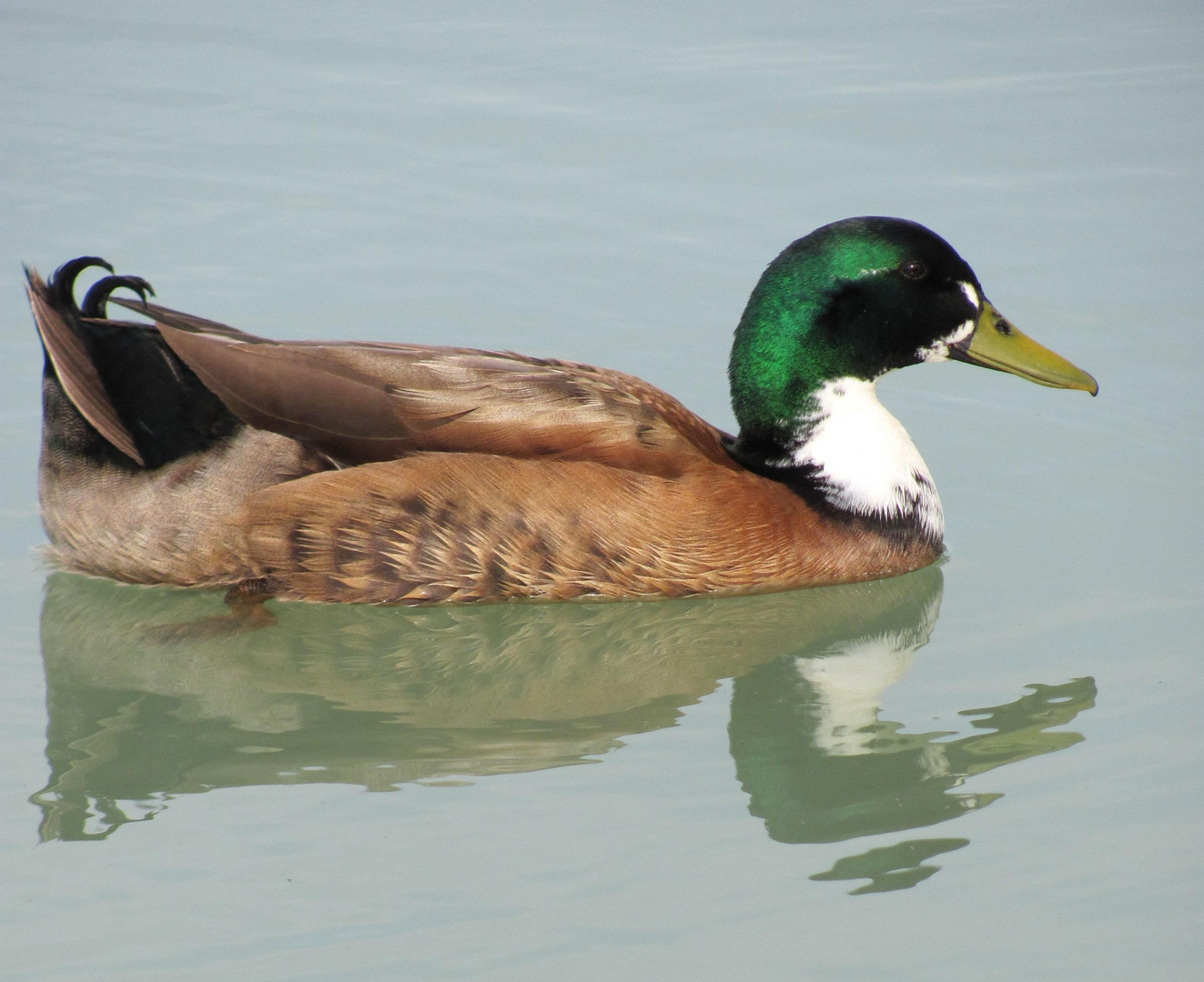 Colvert