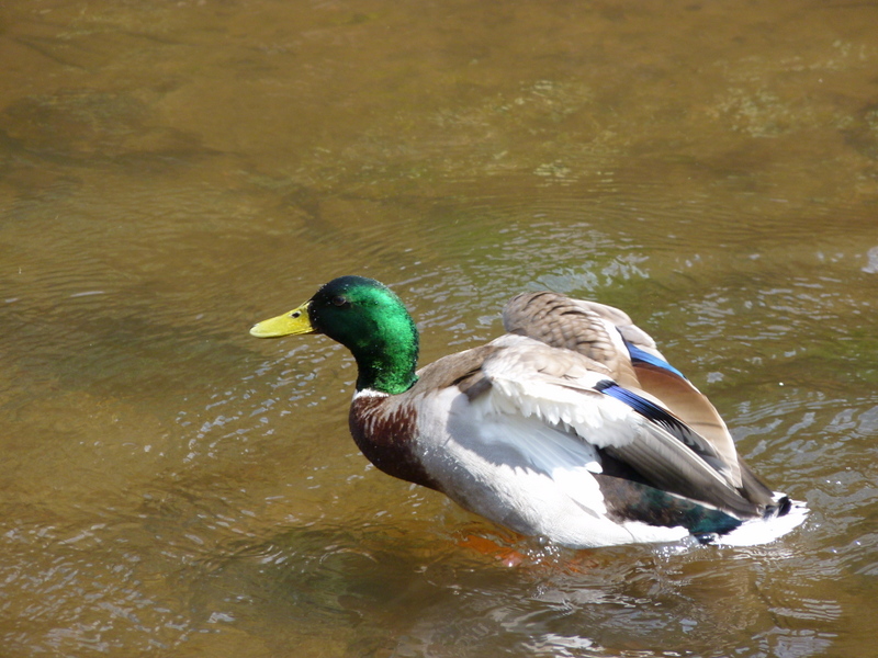 Colvert