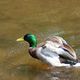 Colvert