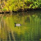 Colvert dans un écrin vert