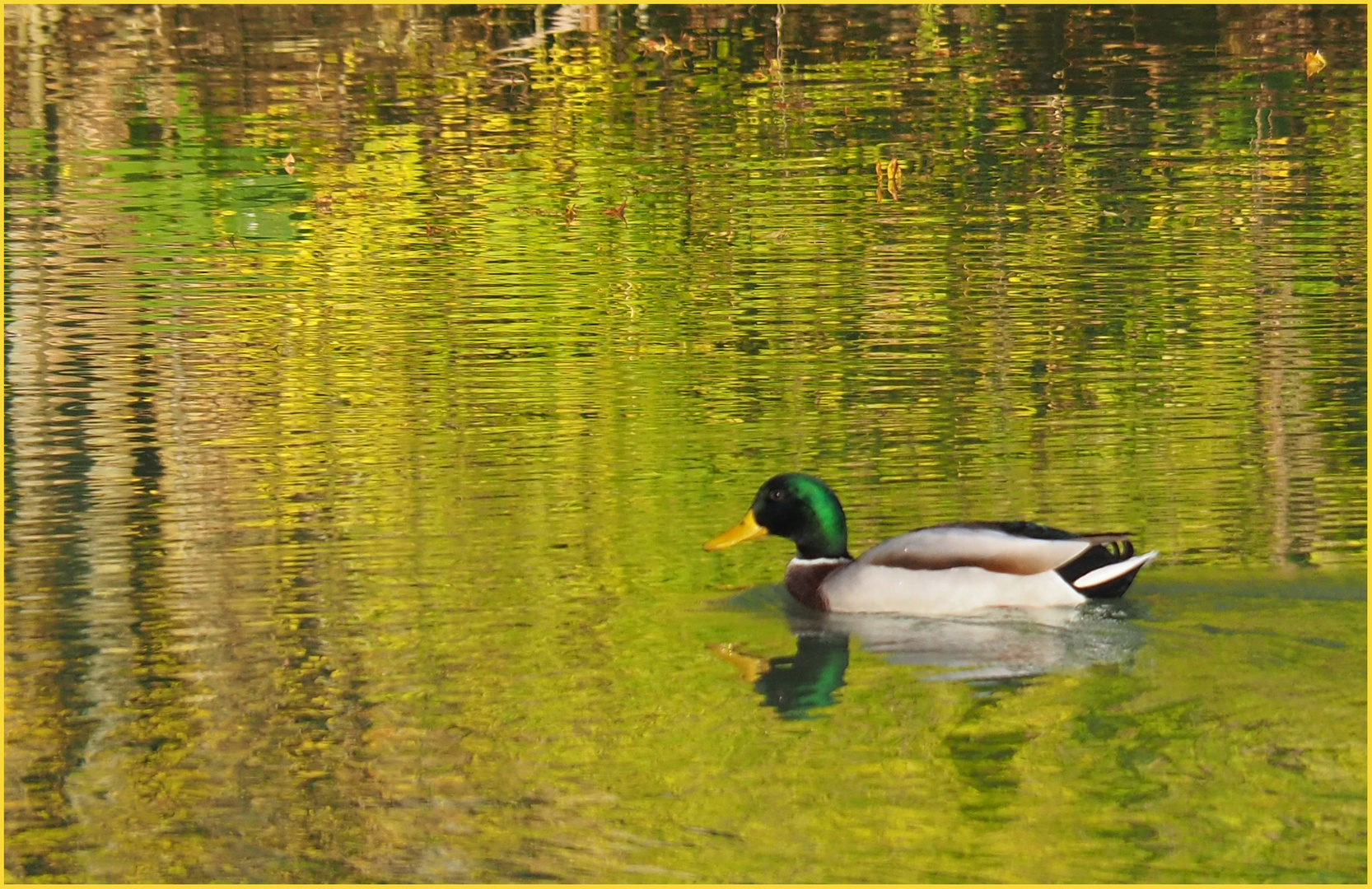 Colvert en vadrouille