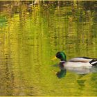 Colvert en vadrouille