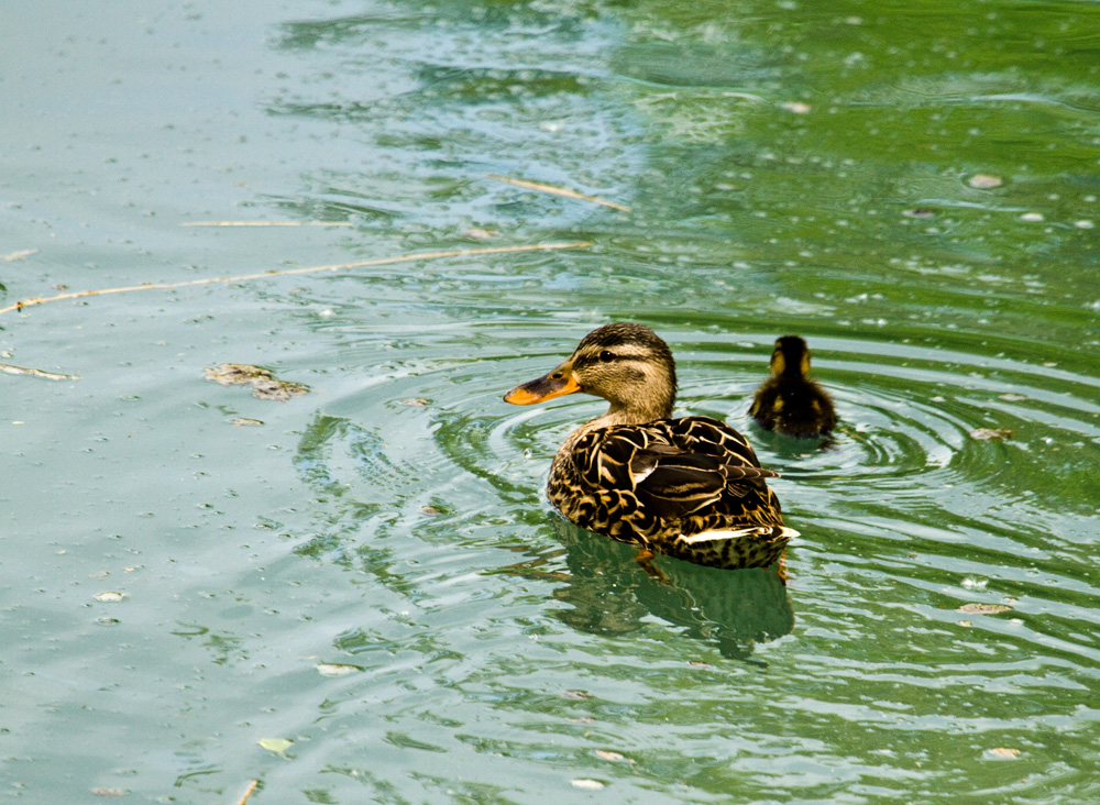 Colvert fem. avec petit