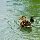 Colvert fem. avec petit