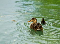 Colvert fem. avec petit