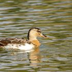 Colvert femelle à confirmer