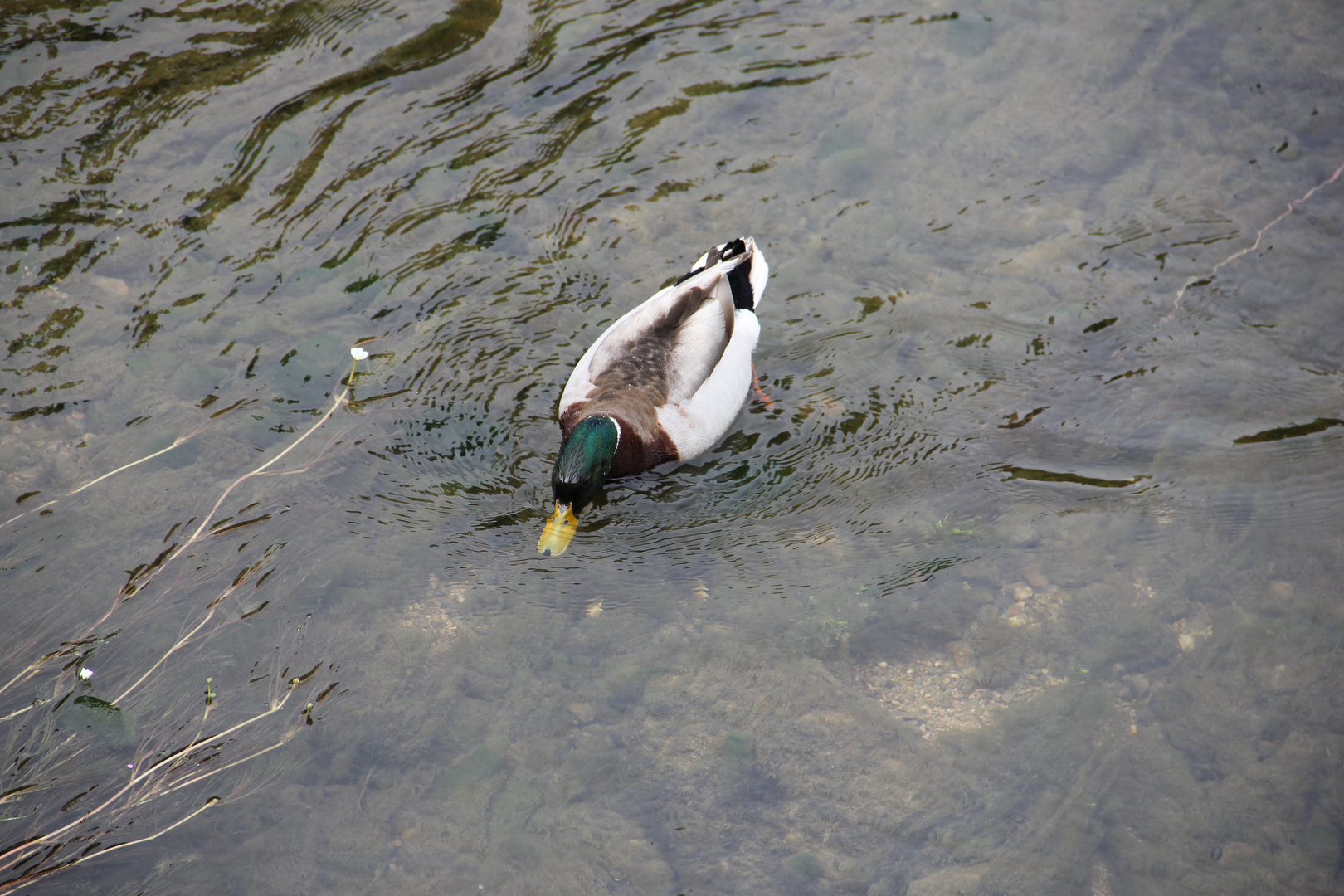 Colvert le bec dans l'eau