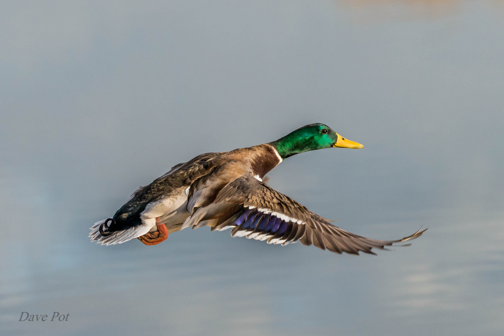 Colvert mouvement d'ailes