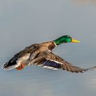 Colvert mouvement d'ailes