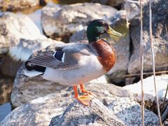 colvert superbe