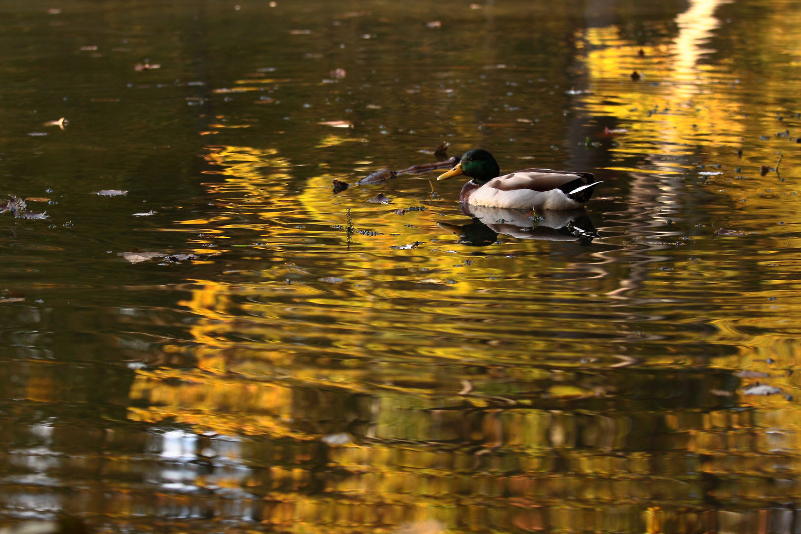 Colvert sur la Mare aux Canes